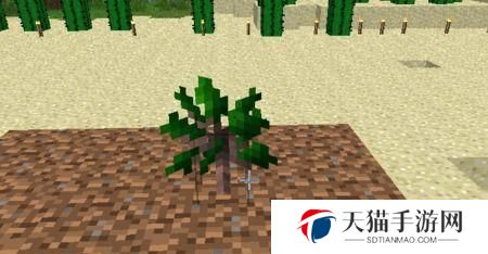 我的世界 树苗 怎么种,轻松培育茂盛大树